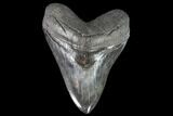Serrated, Fossil Megalodon Tooth - Glossy Enamel #108840-1